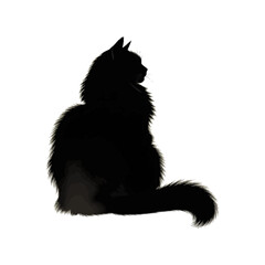 black cat on a white background