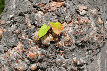 New Leaves Sprouting from Rough Bark of Old Tree in Close Up