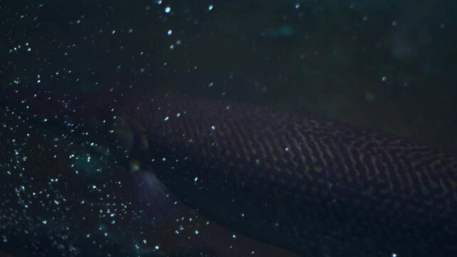 A school of Alligator Gar (Atractosteus spatula) swims in an aquarium.