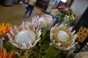 The King Protea (Protea cynaroides) is a flowering plant in the Protea genus. It is native to...