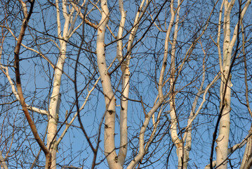 View of Leafless Tree Branches against Blue Sky