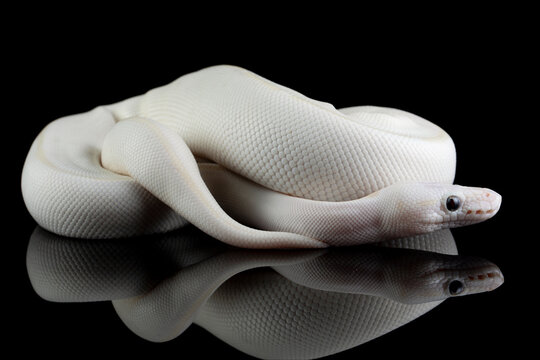 White leucistic ball python snake on isolated background, Closeup royal python