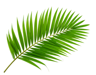 Cutout Tropical Palm Leaf with Lush Green Foliage on Transparent Background PNG