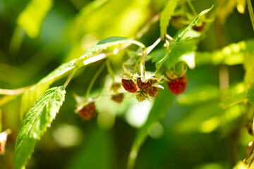 Close-up of ripe and unripe raspberries on a bush with green leaves in bright sunlight