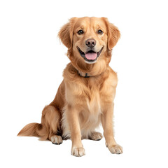 Obraz premium A friendly and cheerful golden retriever dog sitting with its front paws crossed displaying a relaxed and elegant pose against a clean white studio backdrop