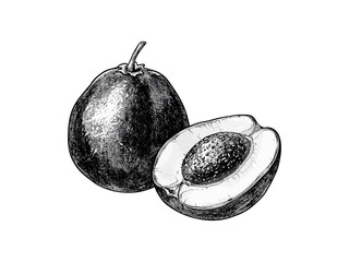 Engraved black sapote fruit, vintage dessert sketch, tropical botanical ink illustration, trendy hand-drawn food decor, retro exotic fruit print, old-style fruit art, rare fruit design,