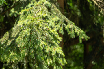 Close-up of green fir tree branches lit by sunlight in a dense forest