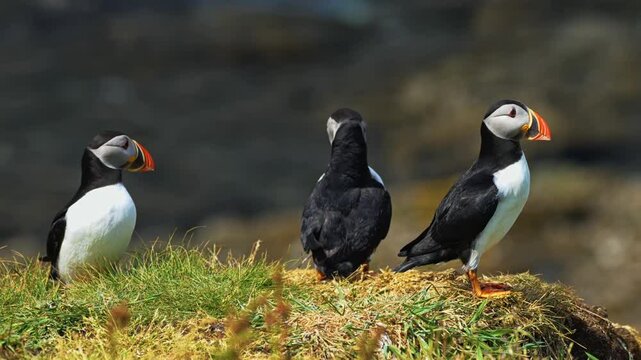 Atlantic Puffins During Breeding Season In The Scottish Highlands. Close-up Shot