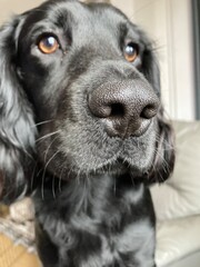 Spaniel vibes