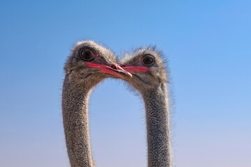 Close-up of two ostriches touch beaks on bird farm in the UAE. Agricultural practices and the raising of birds in the Middle East.