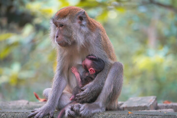 Attentive wild monkey sits on the ground while gently cradling and nursing her newborn pink-faced infant. © Yan