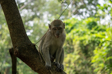 Fototapeta premium Alert wild monkey perches peacefully on a mossy branch surrounded by vibrant green tropical foliage.