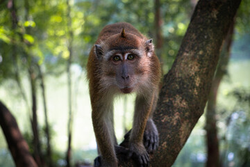 Fototapeta premium Protective mother monkey walks gracefully along a jungle path carrying her small infant underneath.