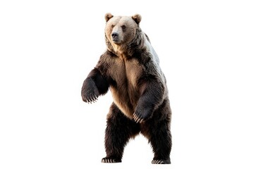 Fototapeta premium A large brown bear stands isolated on white background