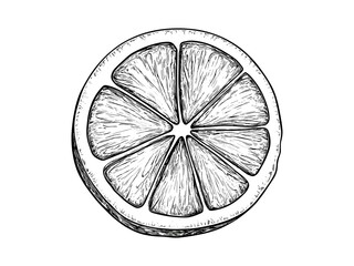 Lemon slice citrus fruit vintage line art, engraved black sketch, retro hand-drawn illustration, sour fruit decor, trendy health food design, rustic kitchen wall art, organic style