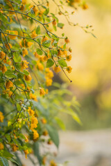 Close-up of Yellow Blossoms on a Spring Day
