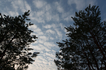 Obraz premium Ukraine Kyiv region winter landscape