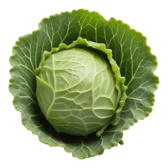 Obraz premium Fresh Green Cabbage Head Isolated on Transparent Background