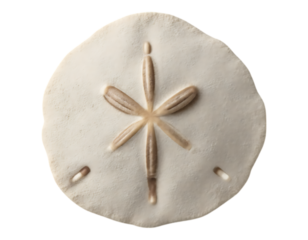 Sand Dollar Specimen with Radial Symmetry on Transparent Background