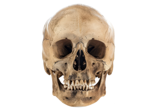 human dead head skull isolated on white or transparent png