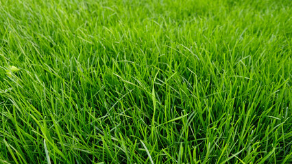 Green grass meadow, natural greenery background texture of lawn garden pattern. Lawn for training football pitch, Grass Golf Courses. Perfect for ecology, healthy lifestyle and cleanliness themes. 