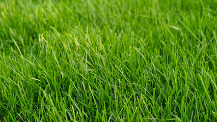 Obraz premium Green grass meadow, natural greenery background texture of lawn garden pattern. Lawn for training football pitch, Grass Golf Courses. Perfect for ecology, healthy lifestyle and cleanliness themes. 