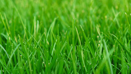 Fototapeta premium Green grass meadow, natural greenery background texture of lawn garden pattern. Lawn for training football pitch, Grass Golf Courses. Perfect for ecology, healthy lifestyle and cleanliness themes. 