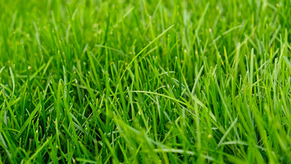 Green grass meadow, natural greenery background texture of lawn garden pattern. Lawn for training football pitch, Grass Golf Courses. Perfect for ecology, healthy lifestyle and cleanliness themes. 