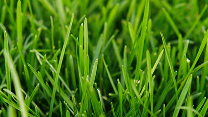 Green grass meadow, natural greenery background texture of lawn garden pattern. Lawn for training football pitch, Grass Golf Courses. Perfect for ecology, healthy lifestyle and cleanliness themes. 