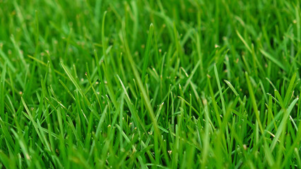 Green grass meadow, natural greenery background texture of lawn garden pattern. Lawn for training football pitch, Grass Golf Courses. Perfect for ecology, healthy lifestyle and cleanliness themes. 