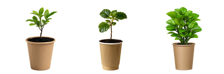Obraz premium Set of a small plant in a paper cup, isolated on a transparent background.