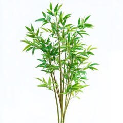 Obraz premium A lush green bamboo plant with slender stalks and vibrant leaves isolated on a clean white background