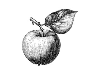 Mabolo velvet apple vintage botanical print, old engraving style sketch, tropical fruit hand-drawn illustration, black ink artwork, antique style natural history drawing,