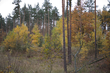 Ukraine Kyiv region autumn landscape
