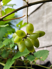 A small bunch of immature light green grapes hanging from the stem with large green leaves in the background.