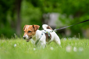 Jack Russell Terrier puppy, tan and white coated, outdoors in park. Purebred smooth coated Jack Russell Terrier puppy in the garden. 