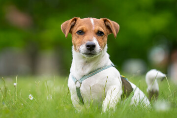 Jack Russell Terrier puppy, tan and white coated, outdoors in park. Purebred smooth coated Jack Russell Terrier puppy in the garden. 