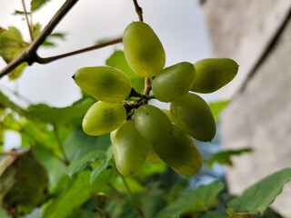 A small bunch of immature light green grapes hanging from the stem with large green leaves in the background.