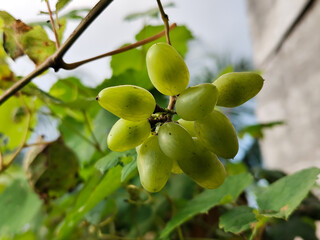 A small bunch of immature light green grapes hanging from the stem with large green leaves in the background.