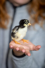 Jeune adolescente tenant un poussin jaune et noir dans des deux mains. Scène en intérieur, plan...