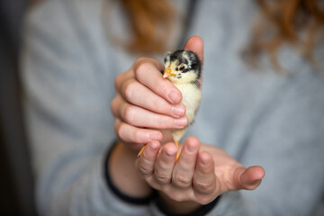 Jeune adolescente tenant un poussin jaune et noir dans des deux mains. Sc&egrave;ne en int&eacute;rieur, plan tr&egrave;s rapproch&eacute; sur l'animal.