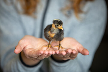 Jeune adolescente tenant un poussin au cou nu de couleur marron dans des deux mains. Scène en intérieur, plan très rapproché sur l'animal. © AGDER