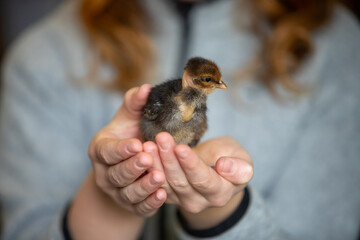 Jeune adolescente tenant un poussin au cou nu de couleur marron dans des deux mains. Scène en intérieur, plan très rapproché sur l'animal. © AGDER