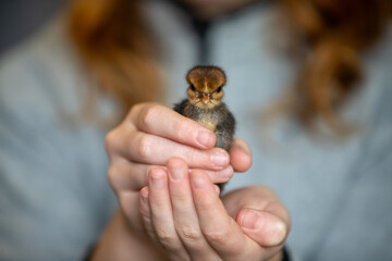 Jeune adolescente tenant un poussin au cou nu de couleur marron dans des deux mains. Scène en intérieur, plan très rapproché sur l'animal.