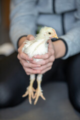 Jeune adolescente tenant entre des deux mains, un jeune poulet âgé de 4 semaines. Scène en intérieur, plan très rapproché sur l'animal.
