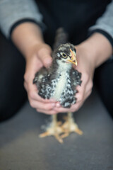 Jeune adolescente tenant entre des deux mains, un jeune poulet âgé de 4 semaines. Scène en intérieur, plan très rapproché sur l'animal.