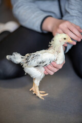 Jeune adolescente tenant entre des deux mains, un jeune poulet âgé de 4 semaines. Scène en intérieur, plan très rapproché sur l'animal.