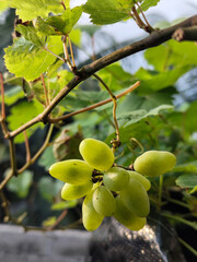 A small bunch of immature light green grapes hanging from the stem with large green leaves in the background.