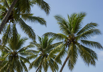 Tropical Paradise Palm Trees Against a Vivid Blue Sky