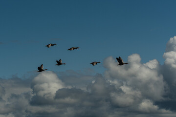 A flock of geese in flight against a dramatic sky filled with cumulus clouds. The birds are captured mid-air, gliding gracefully across a backdrop of deep blue sky and contrasting white and grey cloud